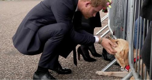 Principe Harry acaricia perro en el funeral