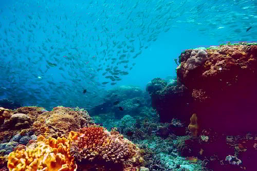 Arrecife de coral Qué es y por qué se produce la acidificación de los océanos