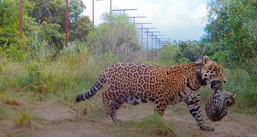 Rewilding Argentina Cachorro Fundación Rewilding Argentina.jpg