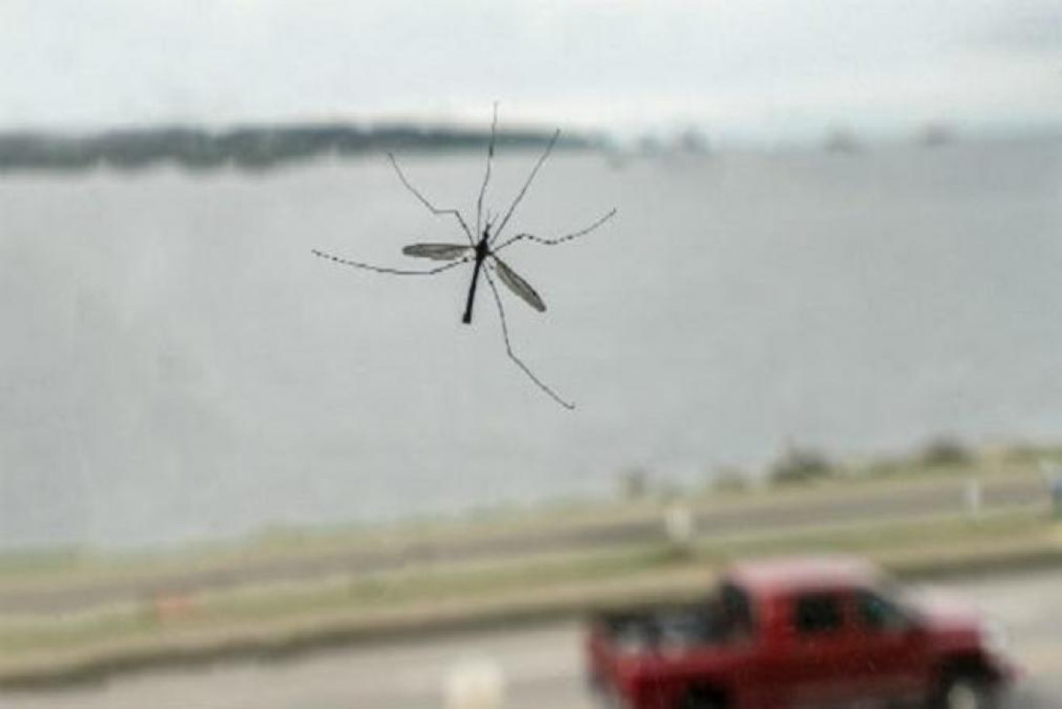 salpicaduras insectos la vanguardia salpicaduras insectos la vanguardia