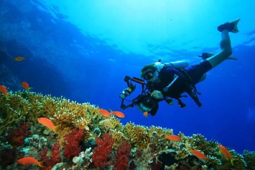 documental naturaleza marina