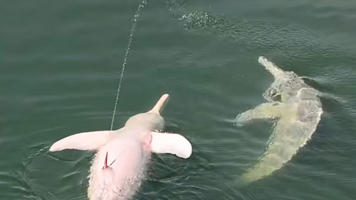 delfin orina Un grupo de investigadores pasó más de 200 horas observándolos en Brasil y descubrieron que los machos orinan en esta posición inusual.