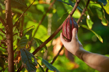 fruto de oro arbol de cacao