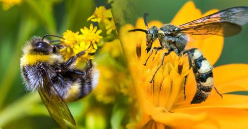 Razones para amar a las avispas tanto como a las abejas