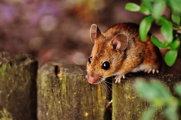 mouse-1708177_1920 mouse-1708177_1920