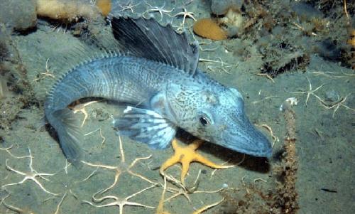 Peces de hielo Peces de hielo