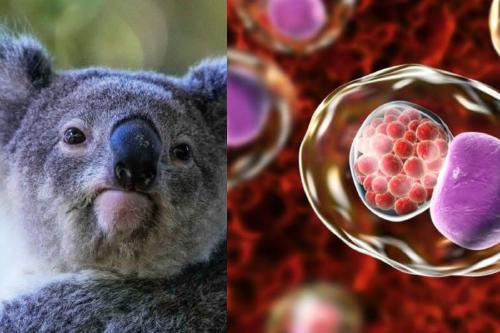 koala Koala clamidia