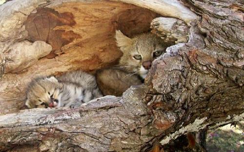 Foto de Juan Villalba Macías en Google+. Bioparque M\\\'Bopicuá, departamento de Río Negro, Uruguay Foto de Juan Villalba Macías en Google+. Bioparque M\\\'Bopicuá, departamento de Río Negro, Uruguay