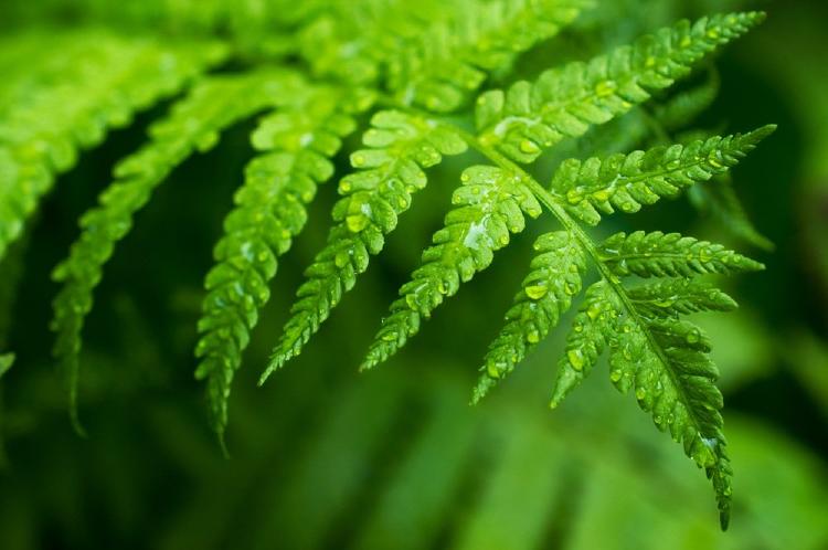 fábula del helecho y el bambú fábula del helecho y el bambú