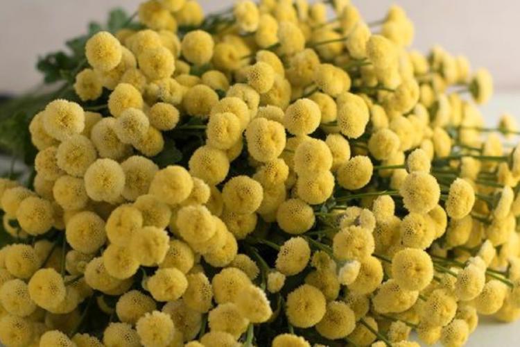 matriarca Se llama matricaria y puede ayudarte a reducir jaquecas de forma natural y efectiva. (Pinterest)