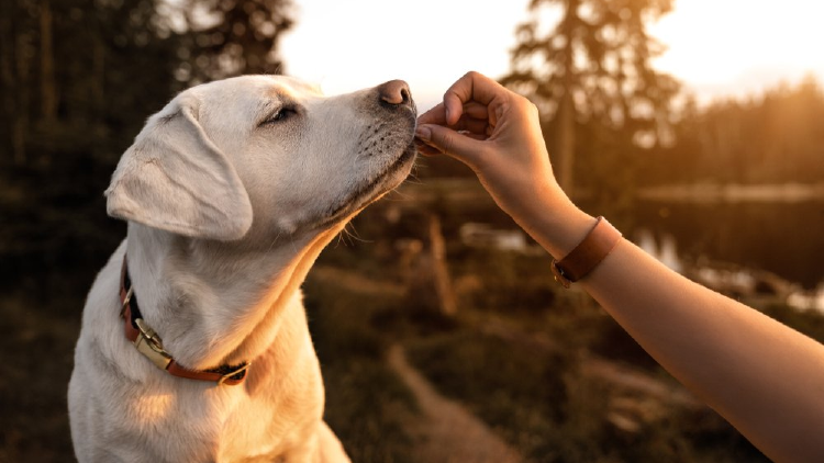 perro alimento para perro