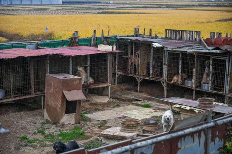 granja de perros corea