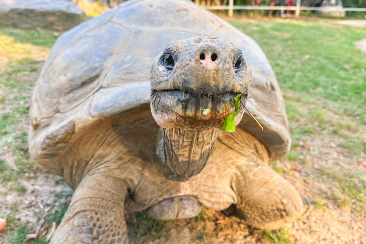 tortuga Hace 93 años que Mommy llegó al Zoo de Filadelfia (Foto: Instagram @philadelphiazoo)