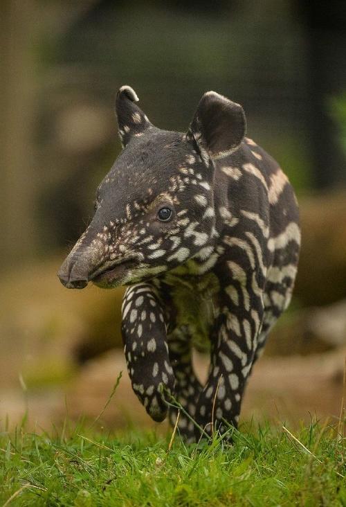 tapir malayo El nacimiento de este tapir en Tacoma es una señal de esperanza para una especie que atraviesa múltiples desafíos. (Foto: Pinterest)