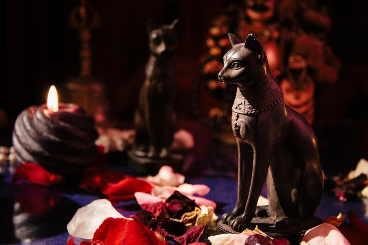 gatos sagrados gatos sagrados