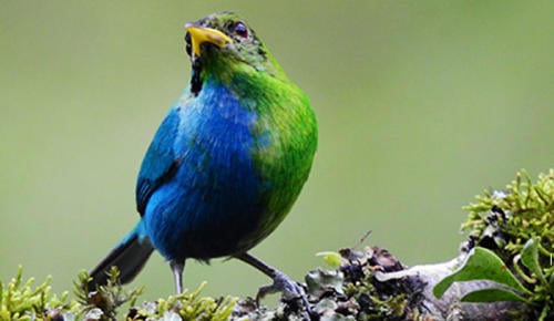 ave colombia ave colombia