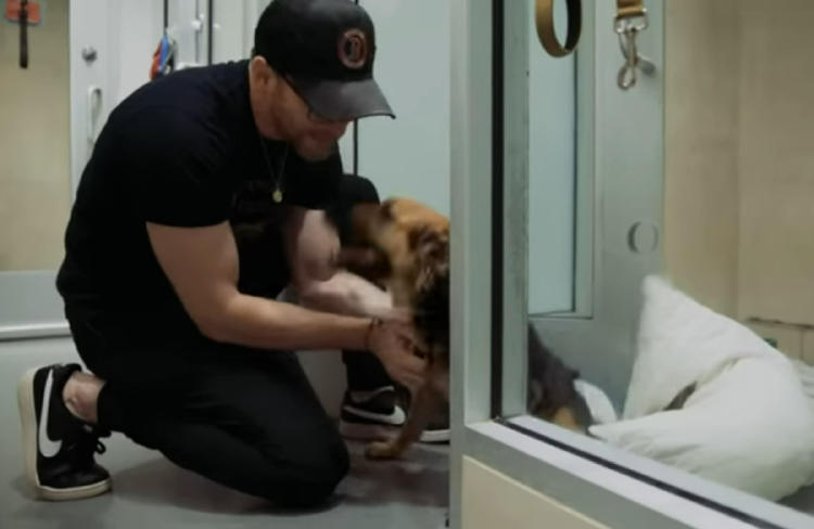 chris evans perros2 chris evans perros2