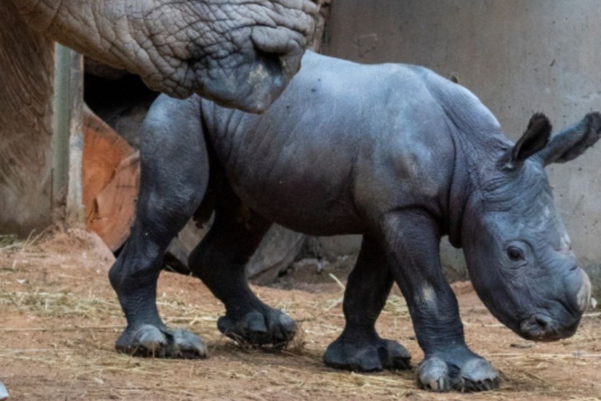 rinoceronte blanco Imagen: Pinterest