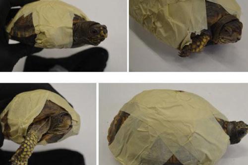 tortuga Un hombre en Brooklyn intentó sacar del país tortugas protegidas alegando que eran “juguetes”, informaron las autoridades. Tribunal de Distrito de los Estados Unidos para el Distrito Oeste de Nueva York. (msn.com)