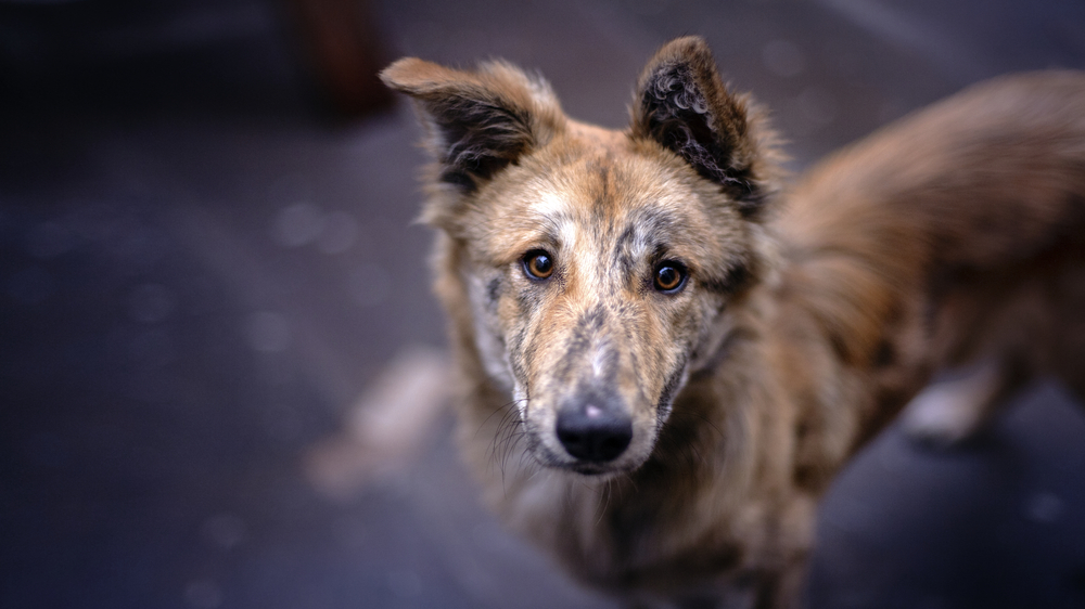 perro callejero perro callejero