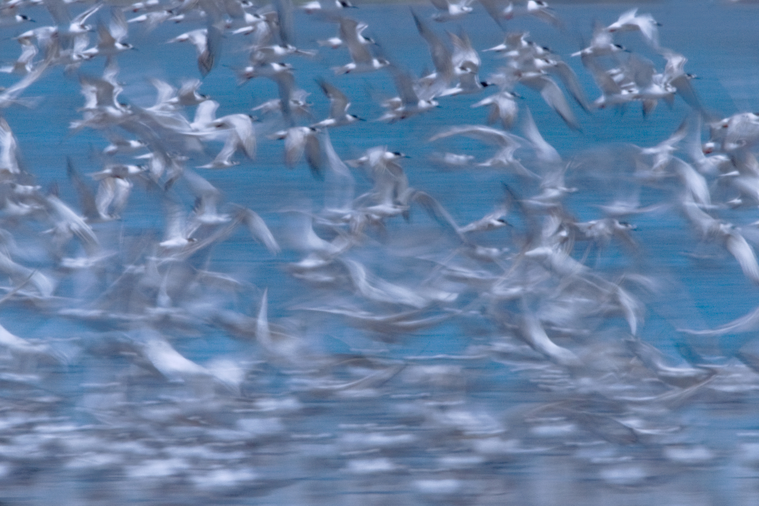 Gaviotines baja velocidad Sebastian Preisz Gaviotines baja velocidad Sebastian Preisz