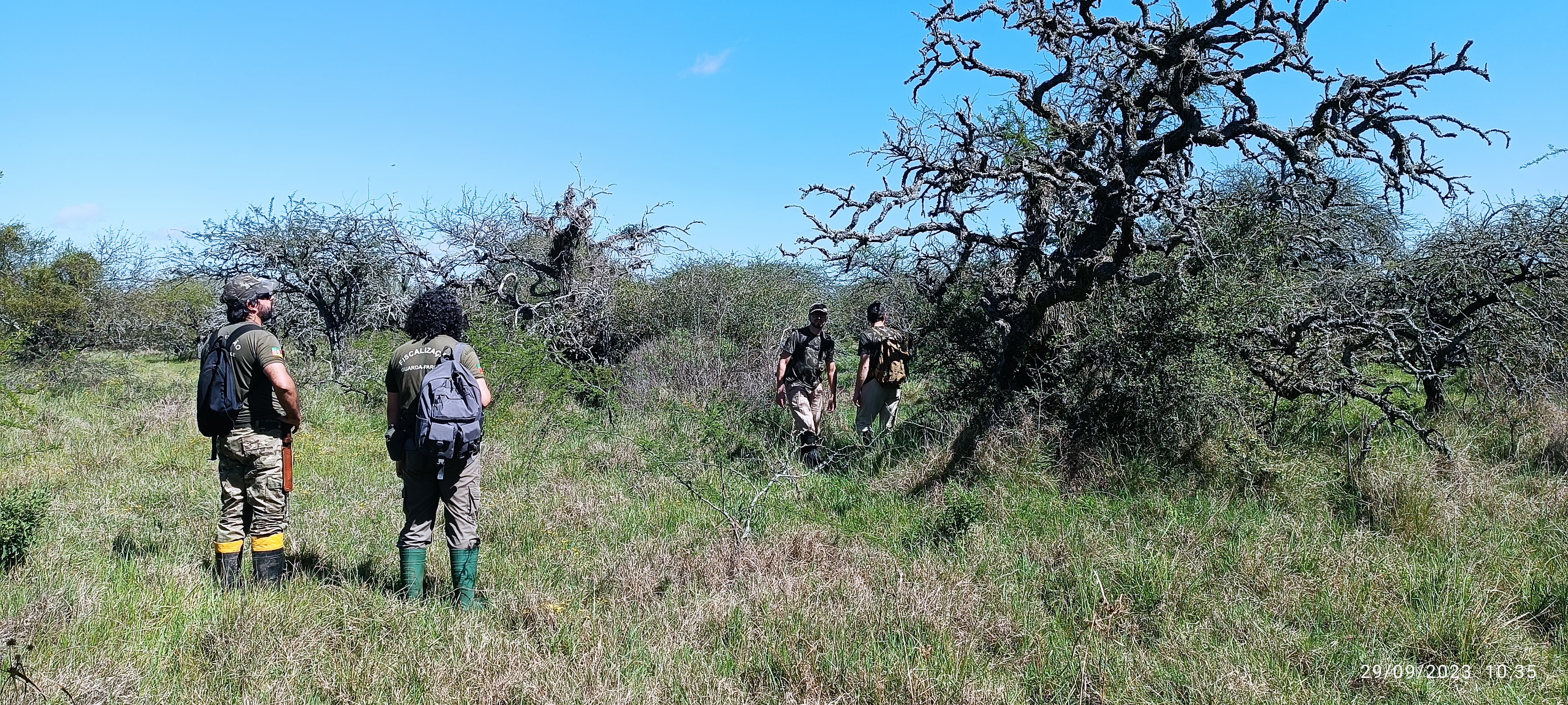 Biólogos registran con cámaras trampa al oso hormiguero en Brasil Parque Estadual do Espinillo (1) Biólogos registran con cámaras trampa al oso hormiguero en Brasil Parque Estadual do Espinillo (1)