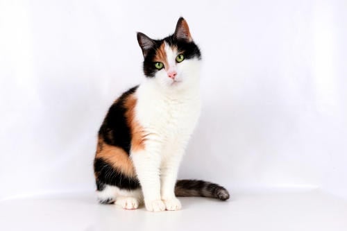 013 GATO TRICOLOR1 013 GATO TRICOLOR1