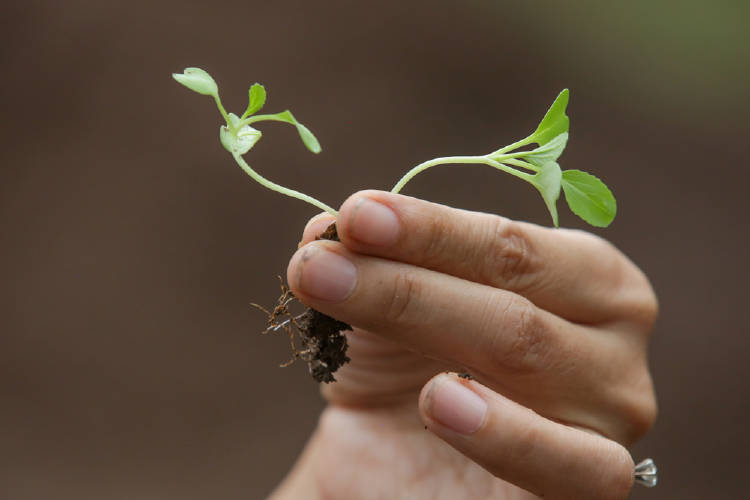 mano planta