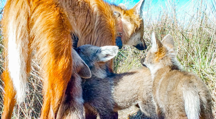 Ibera - Cachorros de Aguara-8 Ibera - Cachorros de Aguara-8