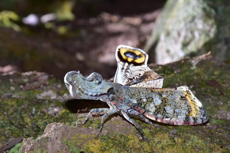 La machaca La machaca