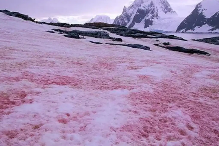 nieve de sangre La llamada “nieve de sangre” no es una señal apocalíptica, pero sí un fenómeno natural que puede empeorar el deshielo y acelerar el cambio climático. (Imagen: Pinterest)