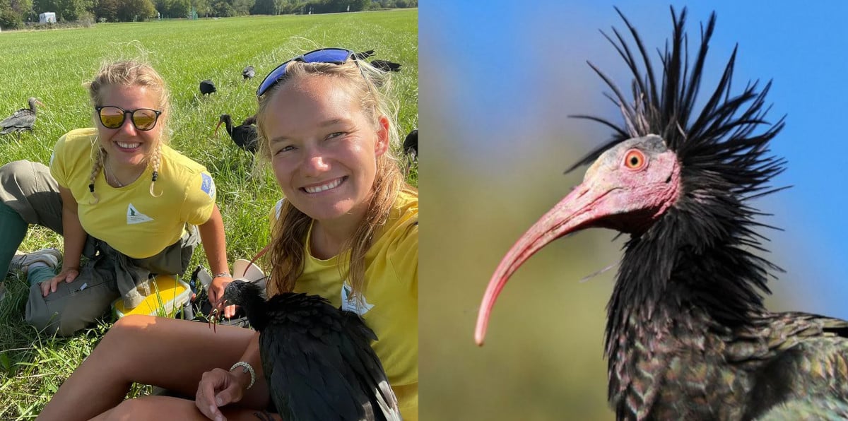 vuelo pajaros2