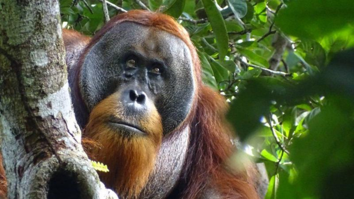 orangutan2 orangutan2