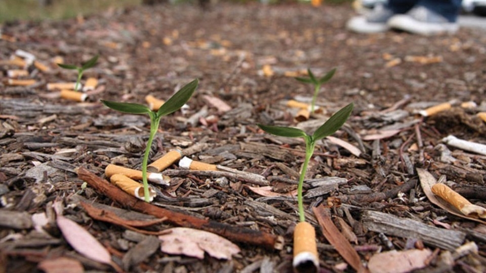 Así Se Transforman Las Colillas De Cigarrillo En Fertilizantes