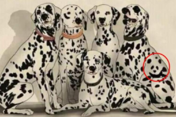 Dálmatas Solución Dálmatas Solución