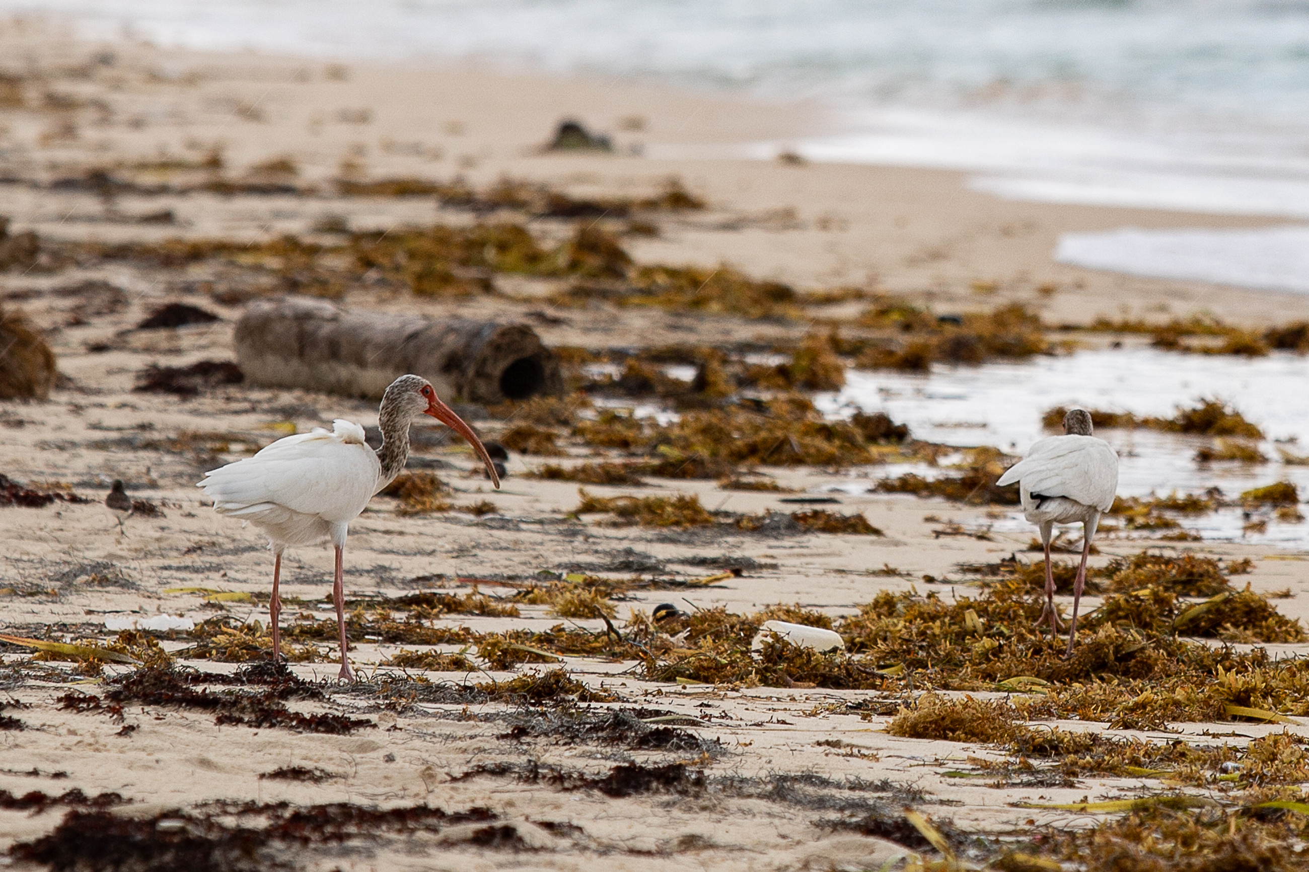 plastico mexico plastico mexico