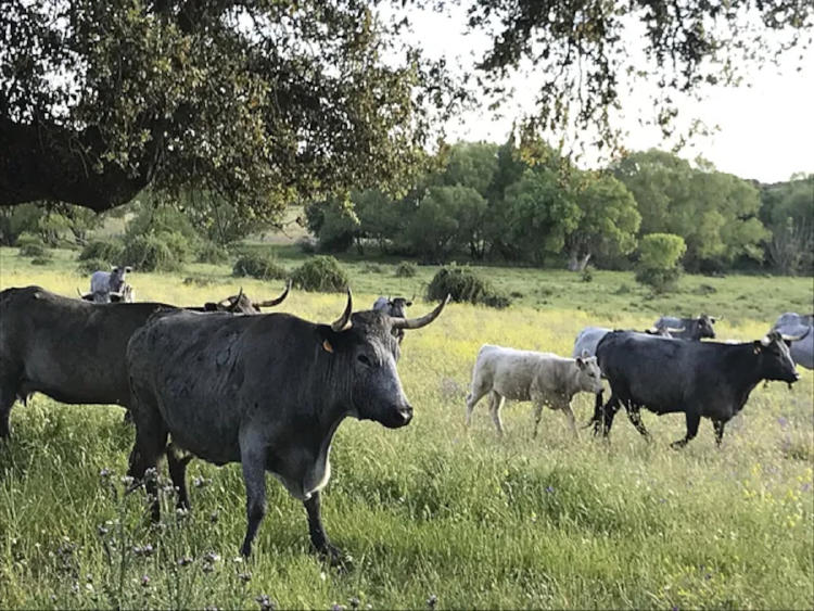 granja Salamanca granja Salamanca
