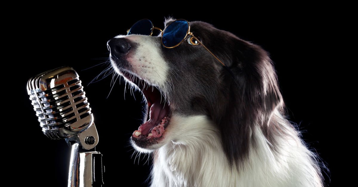 Cuando este perro escucha su canción favorita, empieza a cantar y sorprende a todos Cuando este perro escucha su canción favorita, empieza a cantar y sorprende a todos