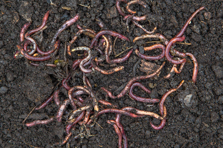 lombrices lombrices