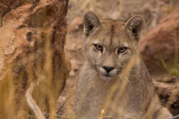Puma en el Cañadon Pinturas foto de Franco Bucci