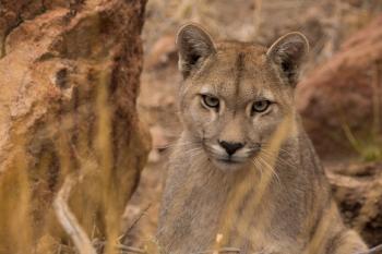 Puma en el Cañadon Pinturas foto de Franco Bucci