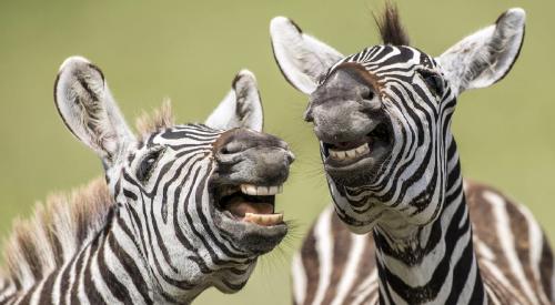 reto viral cebras reto viral cebras