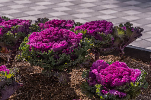 repollo vereda repollo vereda