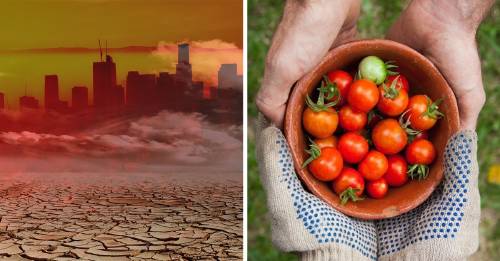 ¿Por qué el cambio climático está haciendo que nos quedemos sin comida?