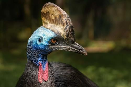casuario AdobeStock_461267394 casuario AdobeStock_461267394