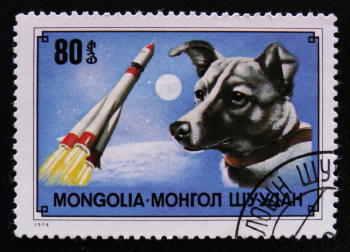 laika