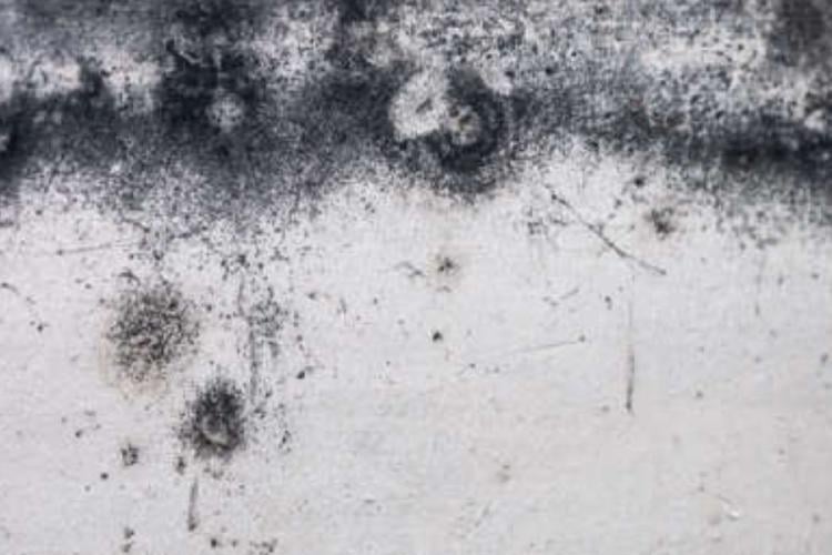 hongo El hongo de Chernóbil es más que una curiosidad científica: es la prueba de que la naturaleza tiene mecanismos mucho más complejos de lo que imaginamos. Imagen: msn.com