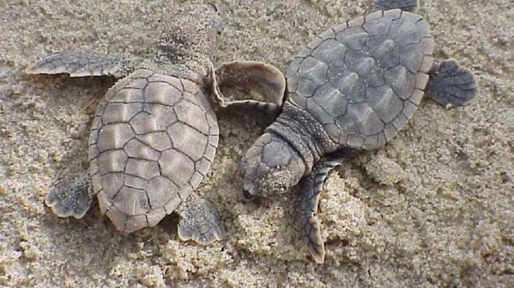 tortugas tortugas