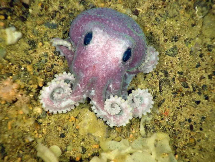 pulpo morado pulpo morado