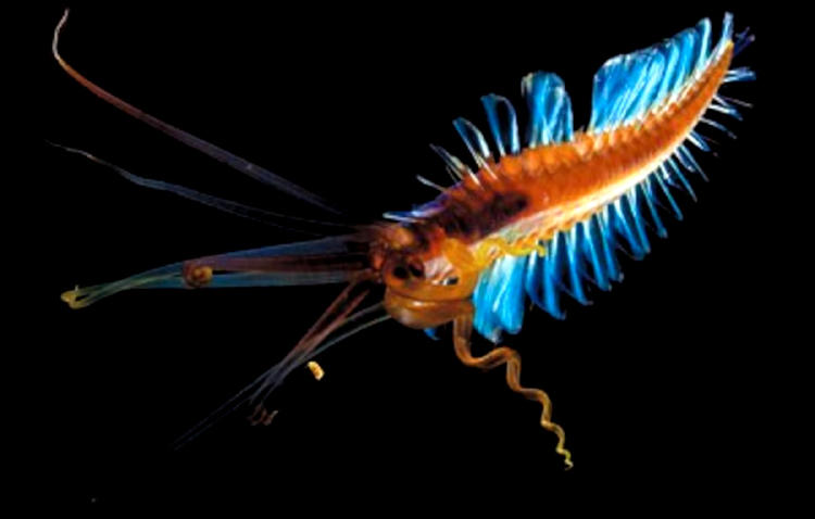 gusano calamar gusano calamar